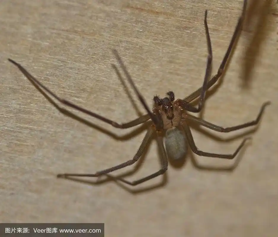 棕色隐士蜘蛛