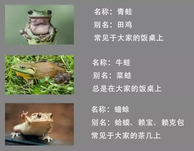 青蛙,牛蛙,蛤蟆这三种动物到底如何区分?|体色_网易订阅