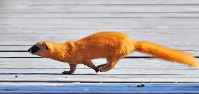 它的皮毛可以用来制作高档的衣服;还有黄鼠狼尾巴上的毛可以制作毛笔