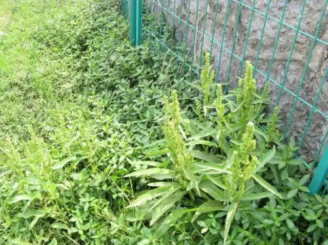 这种叫羊蹄菜的野草,以前农民用它喂牛羊,其实它凉血止血价值高