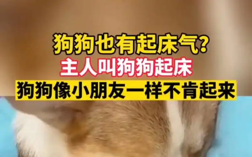 狗狗也有起床气?主人叫狗狗起床!