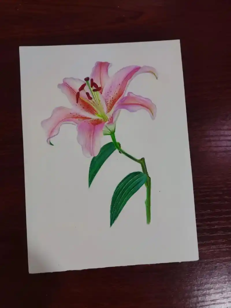 彩铅手绘 #绘画 #百合花 - 抖音