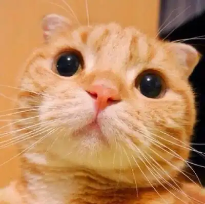 头像 萌猫 两岁大的折耳猫muta