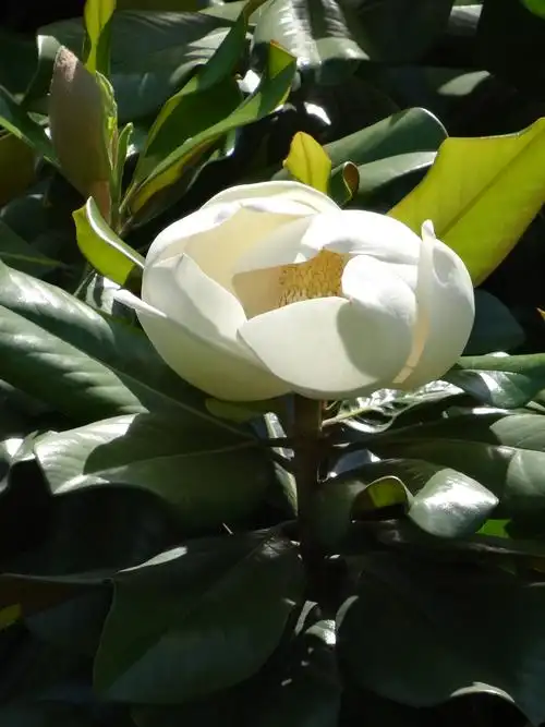 园林植物数字名录 被子植物门(一)