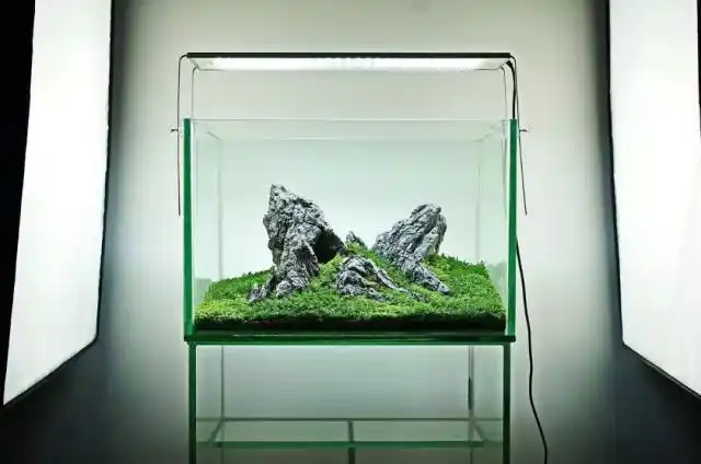 60cm以内小缸山景作品-草缸造景
