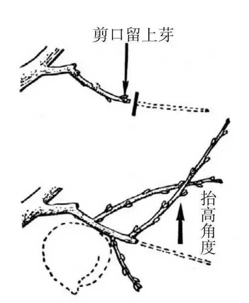 桃树整形修剪的方法桃树栽培新技术
