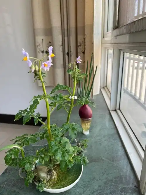 我养的土豆开花啦别样的盆景