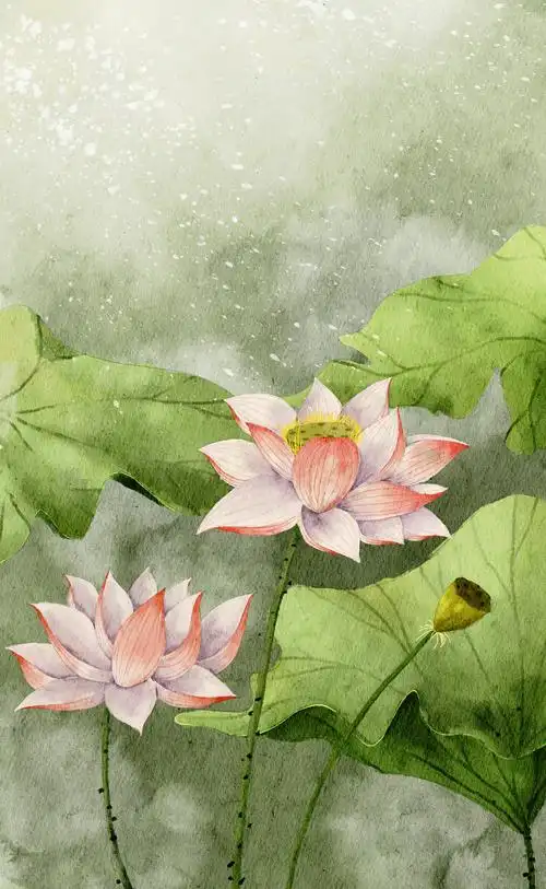 荷花水彩插画