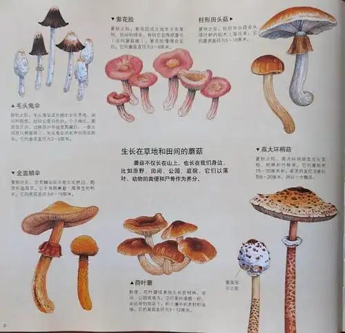 探索自然之"小蘑菇成长记"——蘑菇种植课堂