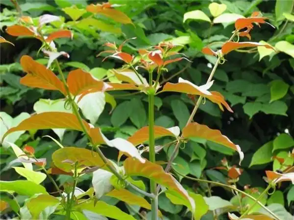 勾藤又名钓藤,吊藤,藤钩子,钓钩藤,莺爪风,嫩钩钩,金钩藤,挂钩藤,钩丁