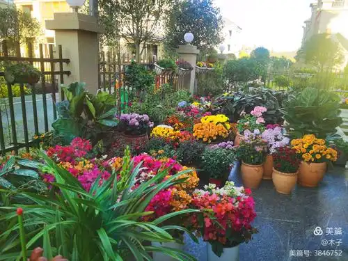 遇见那些花:木子家的小院