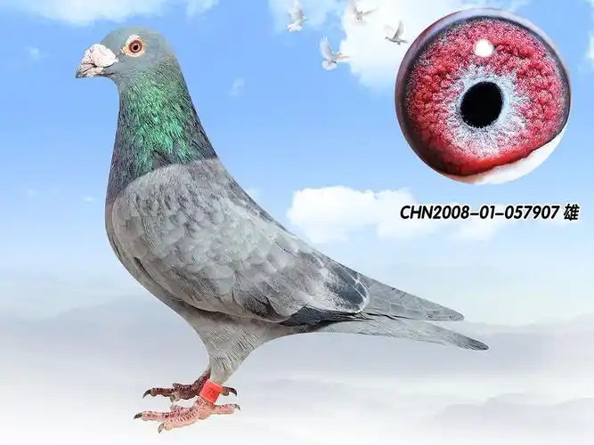 冠军源头 詹森石板灰 雄 保证金级 拍卖