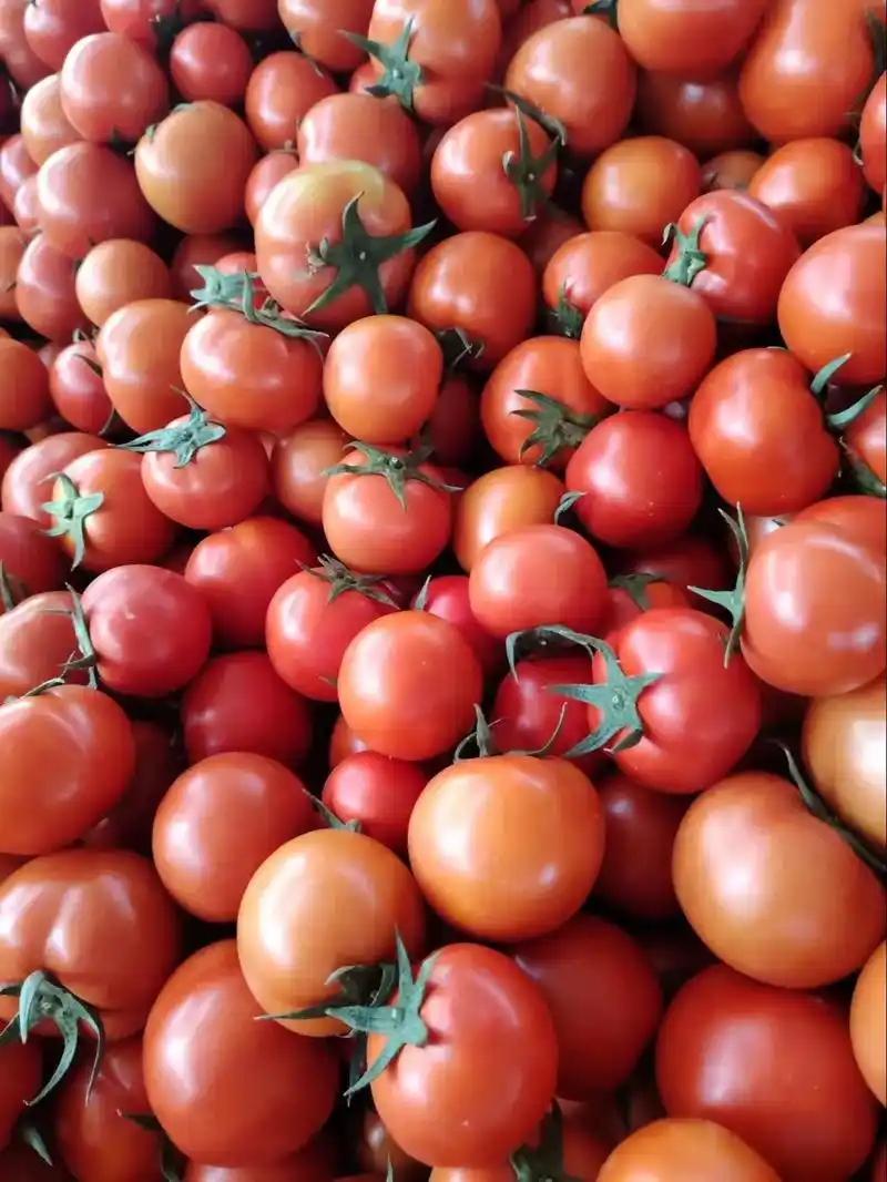 西红柿货量也起来了.好货基地也有#西红柿 #诚信经营质量第一 - 抖音