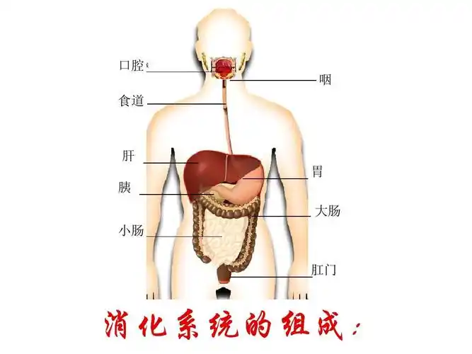 生物:消化和吸收 课件(济南版七年级下)  腔咽食道  肝 胃  胰肠 大肠