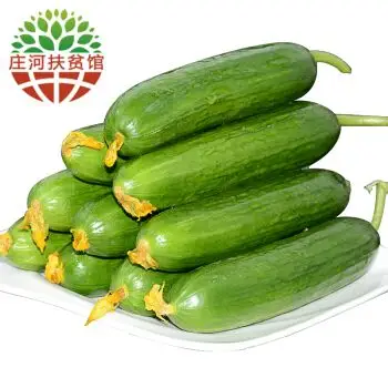 现摘现发水果小黄瓜荷兰无刺黄瓜白玉小青瓜5斤新鲜蔬菜包邮5斤装
