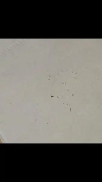 后背长出了一粒粒像黑头一样的东西?