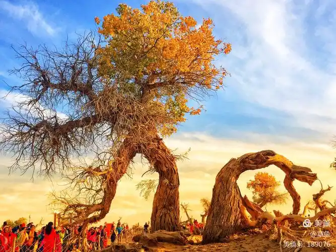 最美的遇见—额济纳旗胡杨林