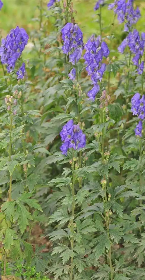 aconitum fischeri reichb.