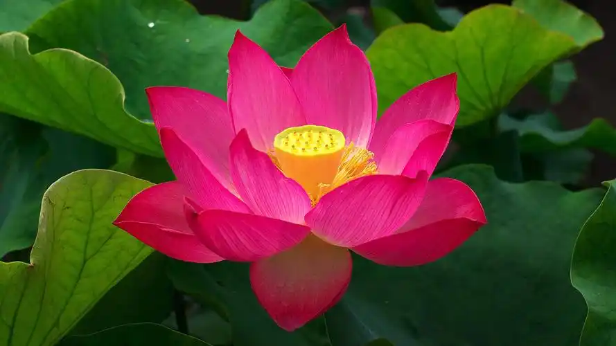 莲花电脑桌面壁纸