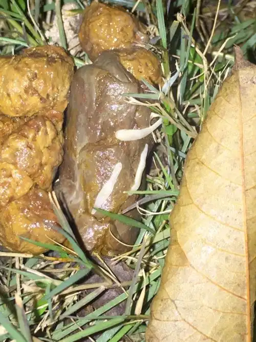 狗狗拉出白色虫子,谁能告诉我该怎么办?会不会传染给人?谢谢