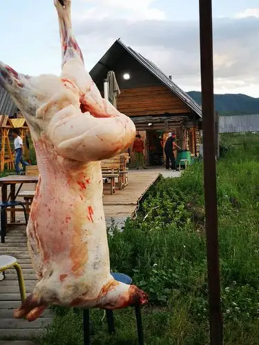 屁股超大超肥的大尾羊.