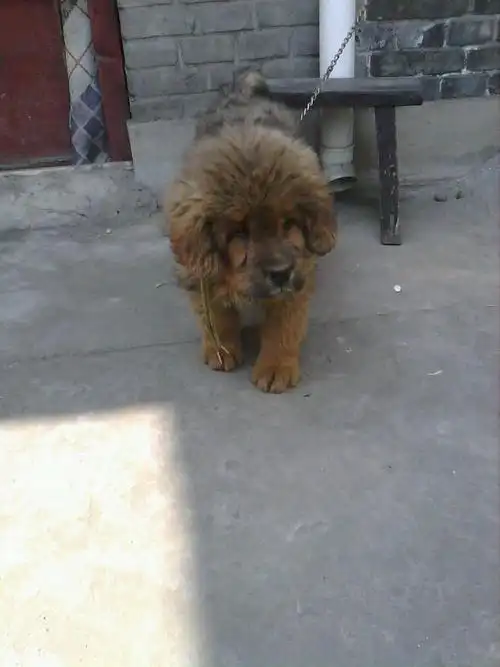 分享到:  2014-03-12 12:06 提问者采纳 藏獒幼犬,混种的不纯,但是你