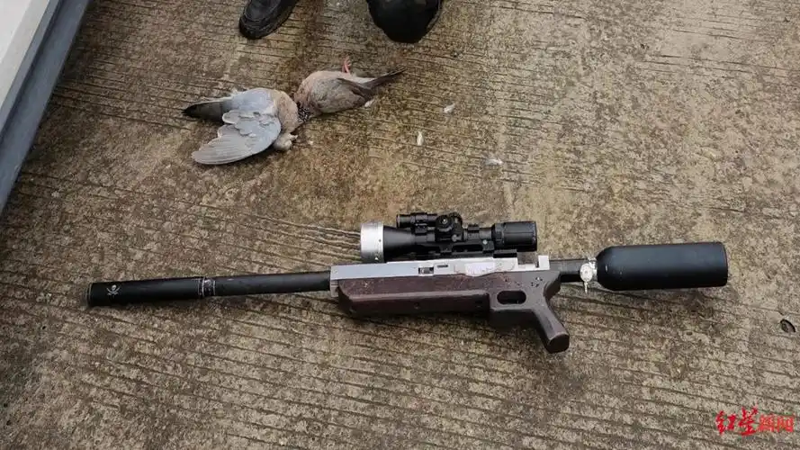 男子走亲戚途中想打野味解馋持气枪猎捕两只斑鸠被抓获已被采取强制