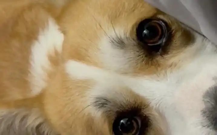 瞧这楚楚可怜的眼神