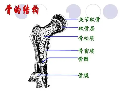骨的成分与骨连接ppt
