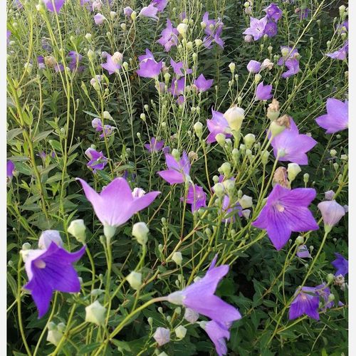 桔梗三年生新鲜桔梗500克伏牛山农家现挖原生态高海拔狗宝咸菜干新鲜