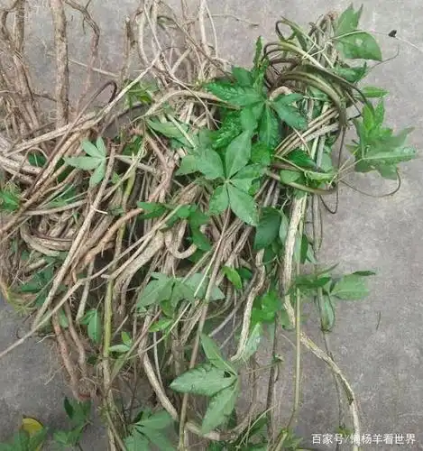 听说过"五爪金龙"吗?广东已然成为重灾区,90%的人都会认错!