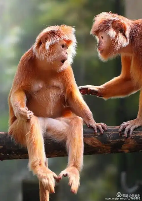 『100个摄影师拍摄的动物合影,不看不知道一看真奇妙』