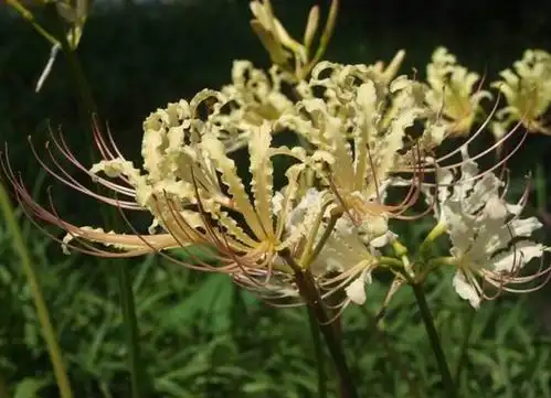 p>稻草石蒜(学名: i>lycoris straminea /i> lindl) a target="