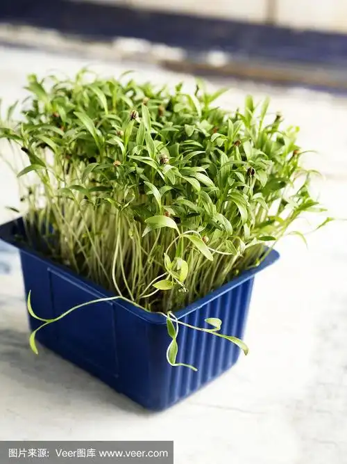 香菜,coriandrum一;香菜幼苗,新鲜香菜幼苗,香菜花盆