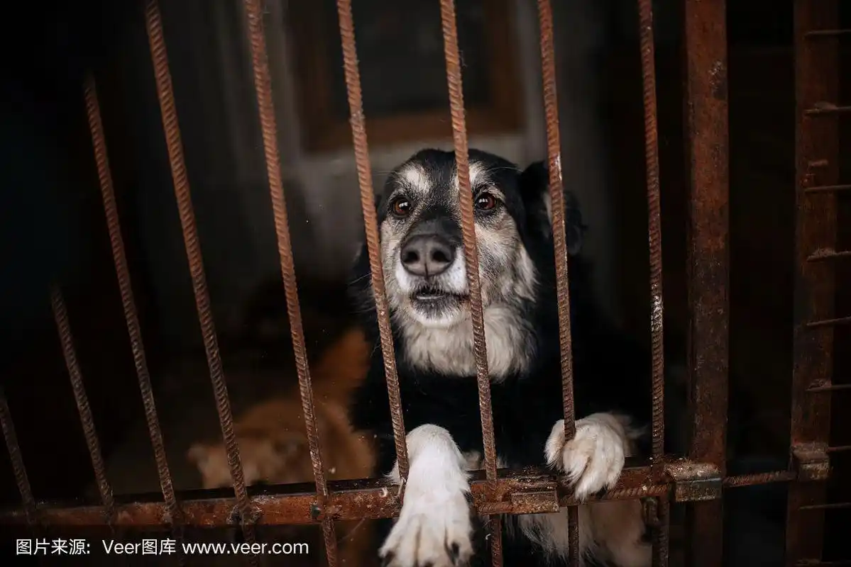 漂亮的收容所狗,关在笼子里