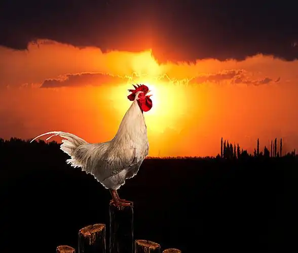 公鸡打鸣一般是在早上的5--6点左右,也就是天刚刚亮,微蒙蒙的时候.