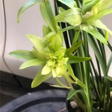 金玉良缘大盆带花有香