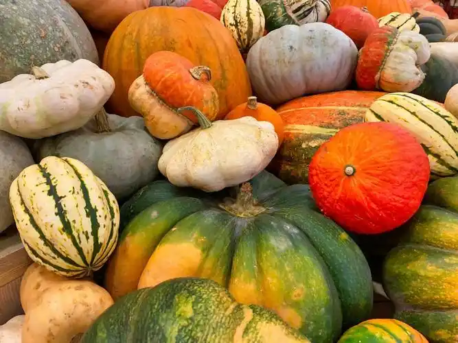 图片大全] 万圣节花式南瓜图片