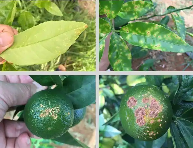 柑橘溃疡病反复发作,这样防治用药就对了!