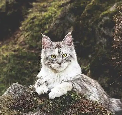 一组霸气的缅因猫图片:如此酷帅的猫咪,谁能扛得住?