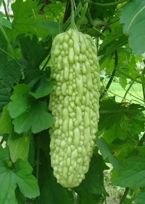 珍珠苦瓜从化大山农业不发省外