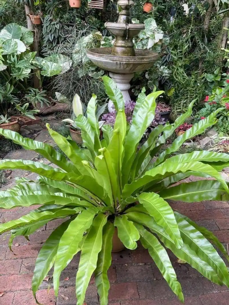 家居植物分享-鸟巢蕨 又名山苏花,为铁角蕨科巢蕨属下的一个种,属