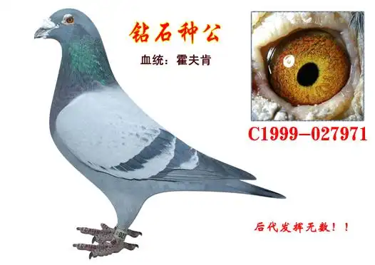 鸽事百科 > 图片浏览 >