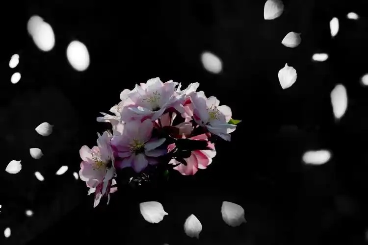 花瓣雨飘落风中