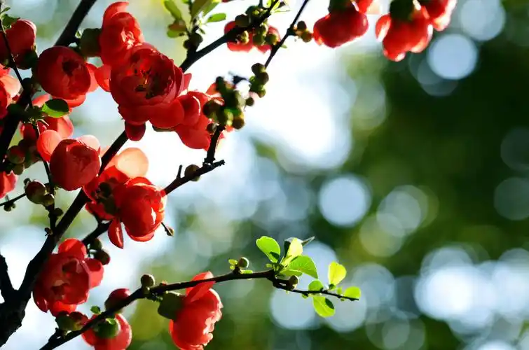象征着美丽,但更是有离愁和苦恋的含义,所以海棠花也许不该在春天开放