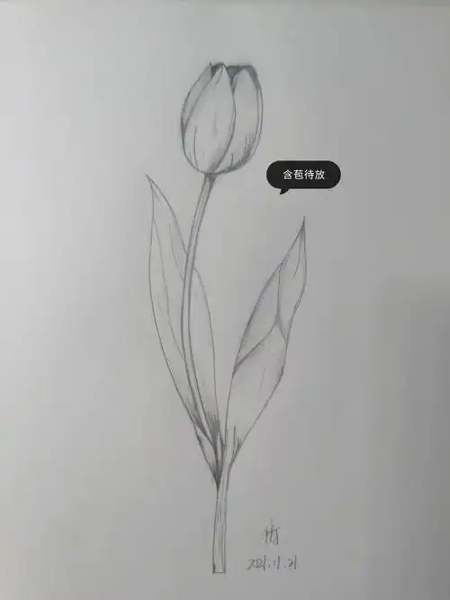 素描植物含苞待放的花骨朵