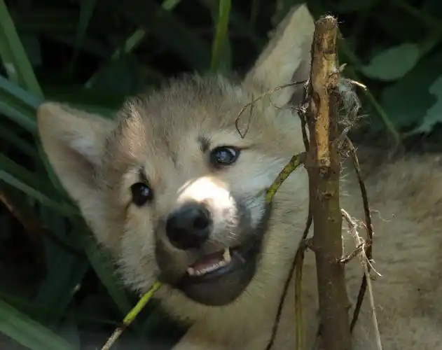 【小狼崽儿】#狼##小狼崽儿##白狼#一窝可爱崽崽儿来袭~——所属