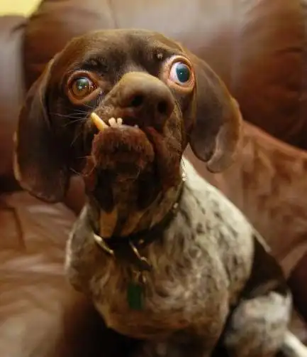 盘点世界上最丑的十只狗