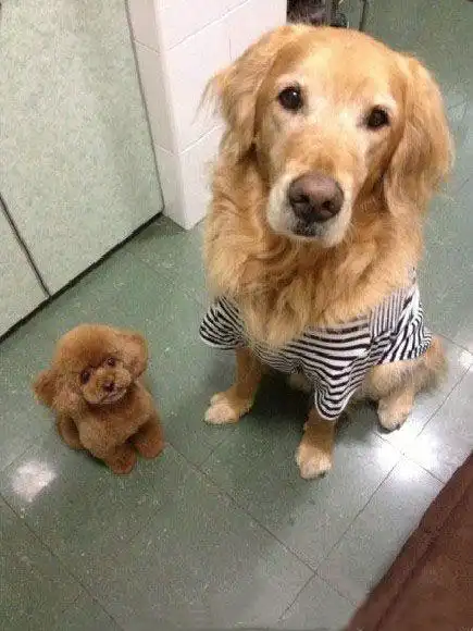 两个小二货金毛与小泰迪