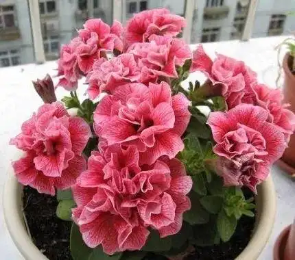 【每日一花】重瓣矮牵牛,形似牡丹,盛开时繁花似锦!